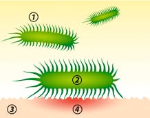 d-mannose_darstellung_1